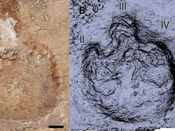 Jejak Kaki Dinosaurus Ungkap Situasi Mengerikan 76 Juta Tahun Silam