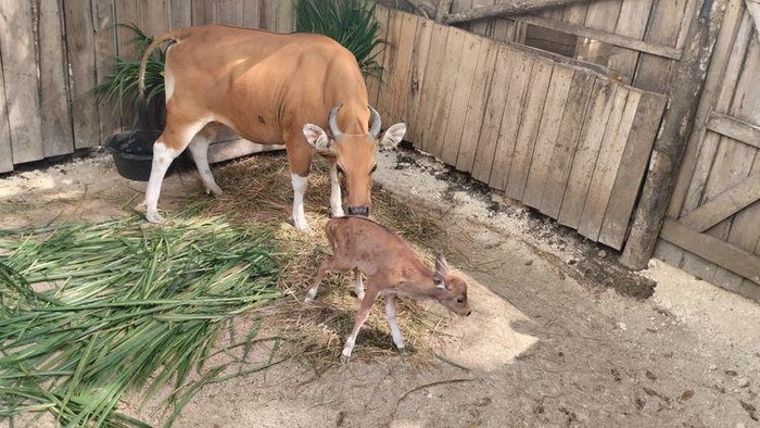 Kelahiran Banteng Jawa