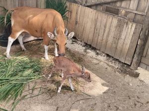 Kelahiran Banteng Jawa di Pusat Reintroduksi Banteng Jawa Pangandaran