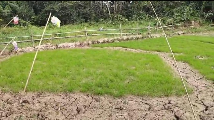 Musim kemarau yang berkepanjangan melanda Kecamatan Krayan, Kabupaten Nunukan, Kalimantan Utara. Kondisi tersebut mengancam ketahanan pangan masyarakat setempat.