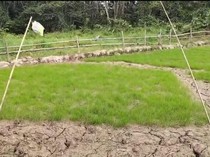 Kemarau Panjang, Warga Krayan: Kami Tiap Hari Lihat Langit Berharap Hujan