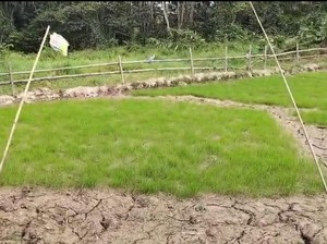 Kemarau Panjang, Warga Krayan: Kami Tiap Hari Lihat Langit Berharap Hujan