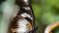 Gunung Mabu sangat terkenal dengan 10 spesies kupu-kupu endemik dengan warna sayap kalem dan menarik. Demi kelestarian alam dan kehidupan hewan, mungkin ada baiknya hutan hujan tropis Gunung Mabu benar-benar tersembunyi hingga tak terbatas waktu (dok. BBC/Tony Jolliffe)