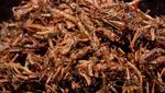 10 Makanan Ekstrem yang Bisa Ditemukan di Indonesia, Berani Coba?