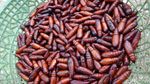 10 Makanan Ekstrem yang Bisa Ditemukan di Indonesia, Berani Coba?