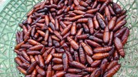 Ulat kepompong dari pohon jati di Blora, sebagian tak dibiarkan hidup. Ungker jati, sebutannya, banyak diolah menjadi menu oseng-oseng sebagai lauk harian. Foto: Istimewa
