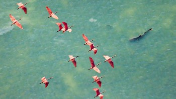 Mangrove Photographer of the Year, Overall Winner diraih Mark Ian Cook dengan karya berjudul Birds-Eye View of the Hunt. Dia menangkap sekawanan burung sendok roseate yang meluncur di atas hiu lemon yang sedang berburu ikan belanak di perairan dangkal Teluk Florida yang dipenuhi bakau. Secara historis, Teluk Florida merupakan wilayah bersarang utama burung sendok roseate di AS, tetapi spesies ini semakin langka di sana karena kenaikan permukaan laut berdampak negatif pada habitat penting mereka untuk mencari makan di bakau. - Kredit Foto: Mark Ian Cook Foto: Mangrove Photography Awards