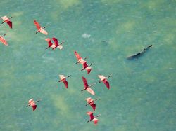 Jawara Kontes Foto Mangrove, Banyak dari Indonesia