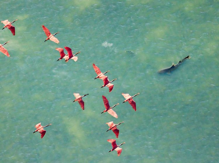 Jawara Kontes Foto Mangrove, Banyak dari Indonesia