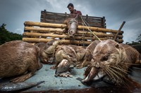 Mangrove Photography Awards  2025