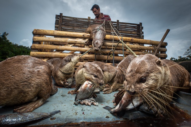 Mangrove Photography Awards  2025