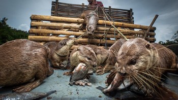 Pemenang kategori Mata Pencaharian diraih Freddie Claire dari Bangladesh. Foto: Mangrove Photography Awards