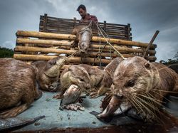 Jawara Kontes Foto Mangrove, Banyak dari Indonesia