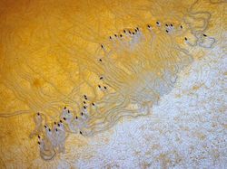 Jawara Kontes Foto Mangrove, Banyak dari Indonesia