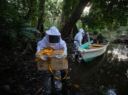 Jawara Kontes Foto Mangrove, Banyak dari Indonesia