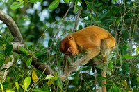 Mangrove Photography Awards  2025