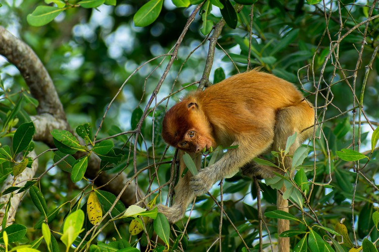 Mangrove Photography Awards  2025