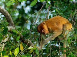 Jawara Kontes Foto Mangrove, Banyak dari Indonesia