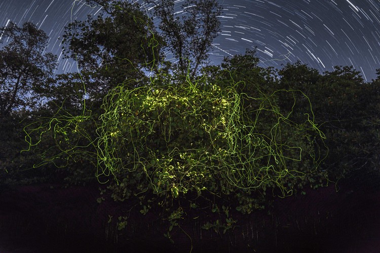 Mangrove Photography Awards  2025