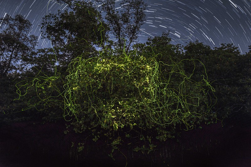 Mangrove Photography Awards  2025