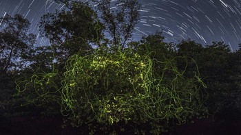 Pemenang kategori Spesies Lain karya Christian Moldrup Legaard dari Filipina. Mengabadikan tarian koloni kunang-kunang yang melukiks jejas cahaya di pohon apel bakau dalam gelap.  Foto: Mangrove Photography Awards