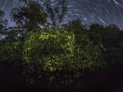 Jawara Kontes Foto Mangrove, Banyak dari Indonesia
