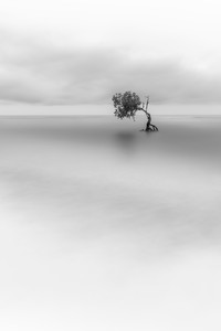 Mangrove Photography Awards  2025