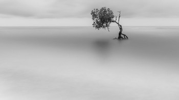 Pemenang kategori Landscape Hitam & Putih diraih Vladimir Borzykin di Indonesia. Foto: Mangrove Photography Awards
