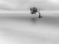 Jawara Kontes Foto Mangrove, Banyak dari Indonesia