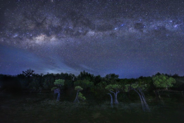 Mangrove Photography Awards  2025