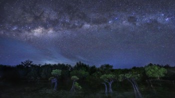 Pemenang kategori landscape daratan diraih Gwi Bin Lim dari Indonesia. Pemandangan Bima Sakti yang menangkjubkan terbentang di atas lanskap pohon bakau. Foto: Mangrove Photography Awards