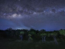 Jawara Kontes Foto Mangrove, Banyak dari Indonesia