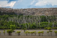 Mangrove Photography Awards  2025