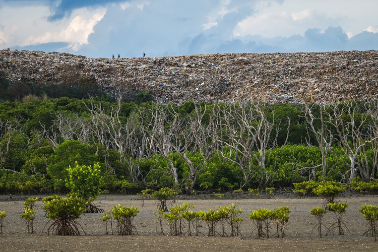 Mangrove Photography Awards  2025