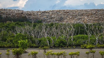 Pemanang Mangrove dan acamannya diraih Tom Quinney di Indonesia. Tak jauh dari bandara dan pantai wisata di Bali, dia menemukan gunung sampah yang menjulang tinggi di balik salah satu hutan bakau yang terancam punah. Tunas-tunas muda tumbuh sementara batang-batang mati menandai tempat yang lain gagal. Pemandangan ini merupakan peringatan yang tenang—tentang ketahanan di bawah ancaman dan tentang apa yang berada di luar bingkai di surga. Saya mengambil foto ini untuk menunjukkan sisi yang tidak nyaman di mana pariwisata massal, sampah perkotaan, dan ekosistem vital bertabrakan Foto: Mangrove Photography Awards