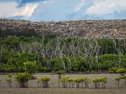 Jawara Kontes Foto Mangrove, Banyak dari Indonesia