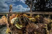 Mangrove Photography Awards  2925