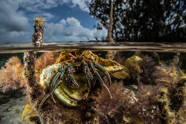 Mangrove Photography Awards  2925