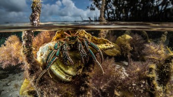 Pemenang kategori Mangrove dan Bawah Air diraih Alex Pike dari Ausralia. Foto: Mangrove Photography Awards