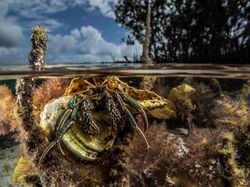 Jawara Kontes Foto Mangrove, Banyak dari Indonesia