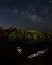 Mangrove Photography Awards  2925