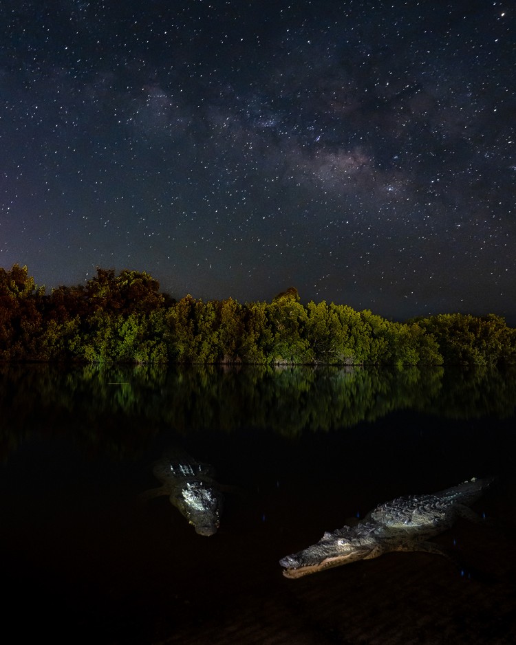 Mangrove Photography Awards  2925
