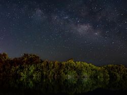 Jawara Kontes Foto Mangrove, Banyak dari Indonesia