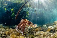 Mangrove Photography Awards  2925