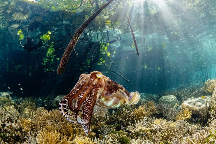 Mangrove Photography Awards  2925
