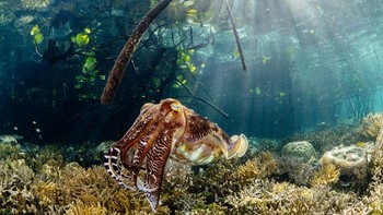 Finalis sangat direkomendasi kategori Mangrove dan Bawah Air. Karya Alex Lindbloom di Indonesia. Foto: Mangrove Photography Awards