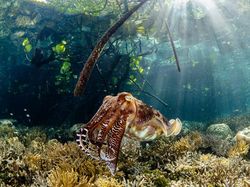 Jawara Kontes Foto Mangrove, Banyak dari Indonesia