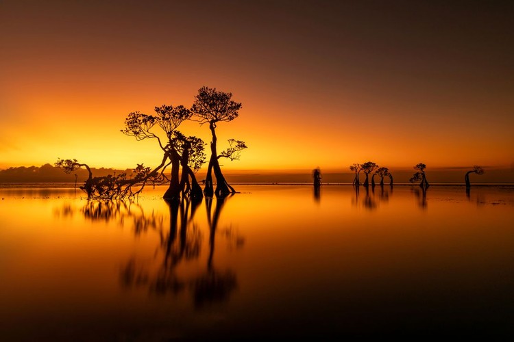 Mangrove Photography Awards  2925