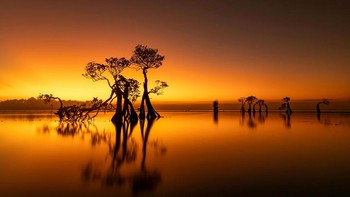 Karya Gwi Bin Lim dari Indonesia ini masuk pula di Highly Commended kategori Landscape On The Ground. Foto: Mangrove Photography Awards