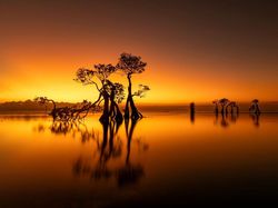 Jawara Kontes Foto Mangrove, Banyak dari Indonesia